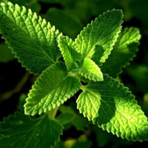 kuivatatud õunmünt