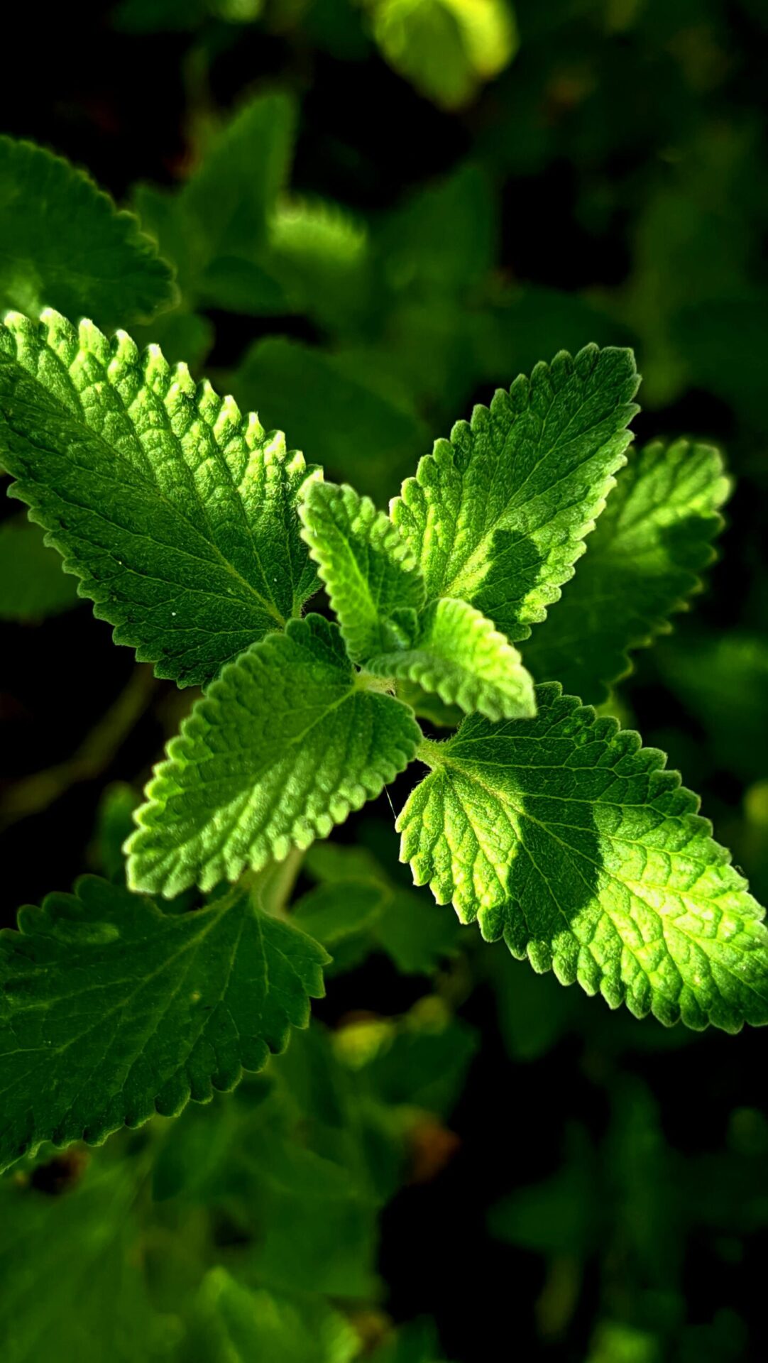 kuivatatud õunmünt